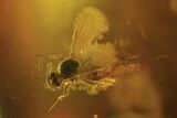 Two Detailed Fossil Flies (Diptera) In Baltic Amber #87065-2